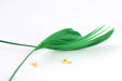 Vente plumes naturelles colorées vertes x2 ( 4-6 cm) créations manuelles, bijoux, décoration, scrapbooking